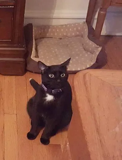 Lost cat in High Point, NC, 27262