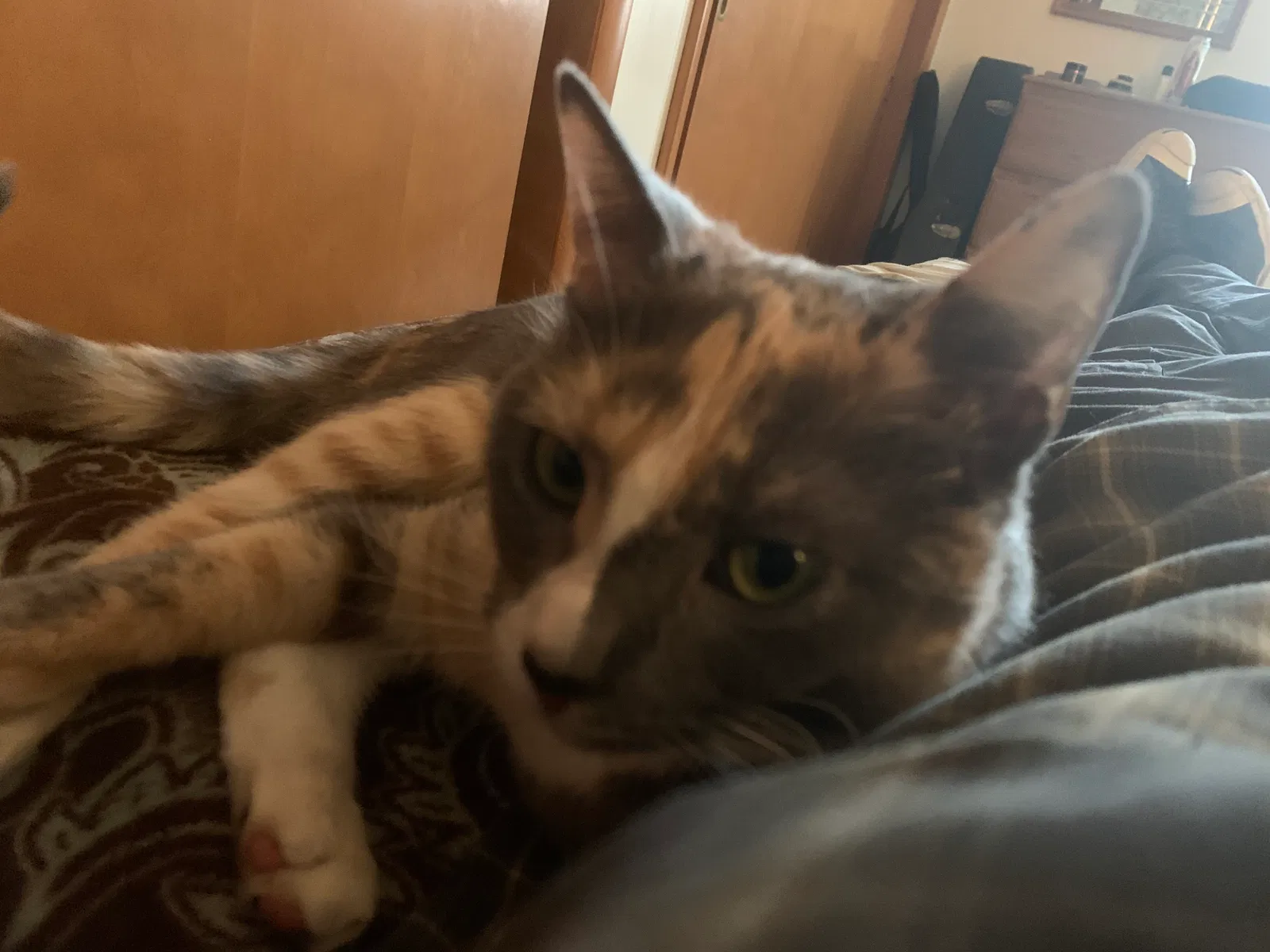 Lost cat in Rockton, IL, 61072
