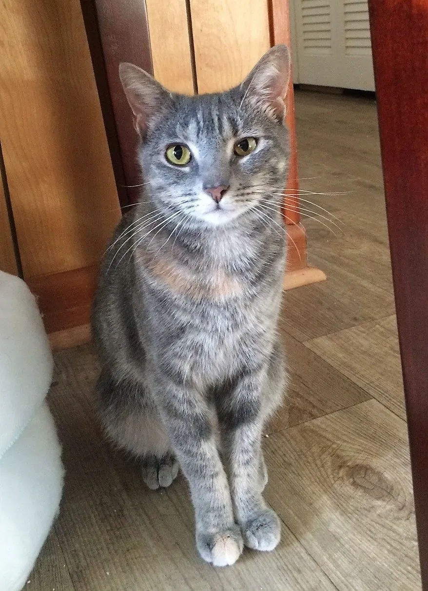 Lost cat in Minneapolis, MN, 55405
