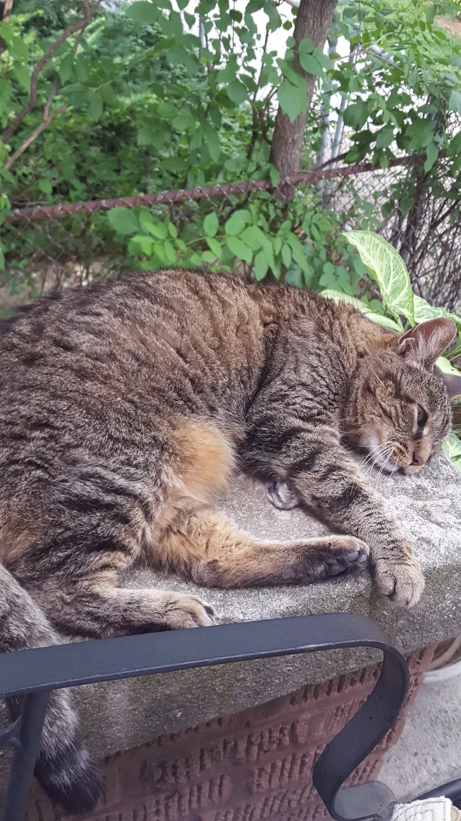 Lost cat in Chicago, IL, 60618