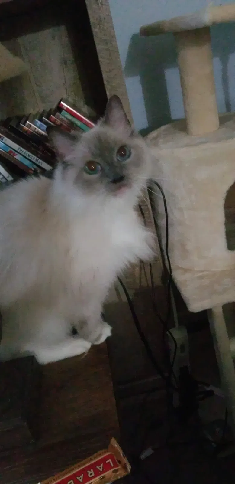 Lost cat in Strawberry Plains, TN, 37871