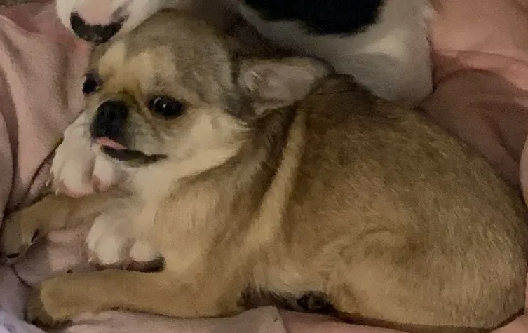 Lost dog in Gaffney, SC, 29340