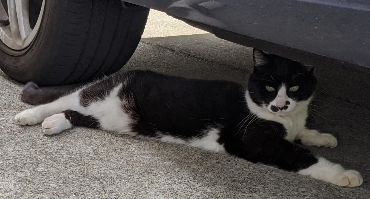 Lost cat in Castro Valley, CA, 94546