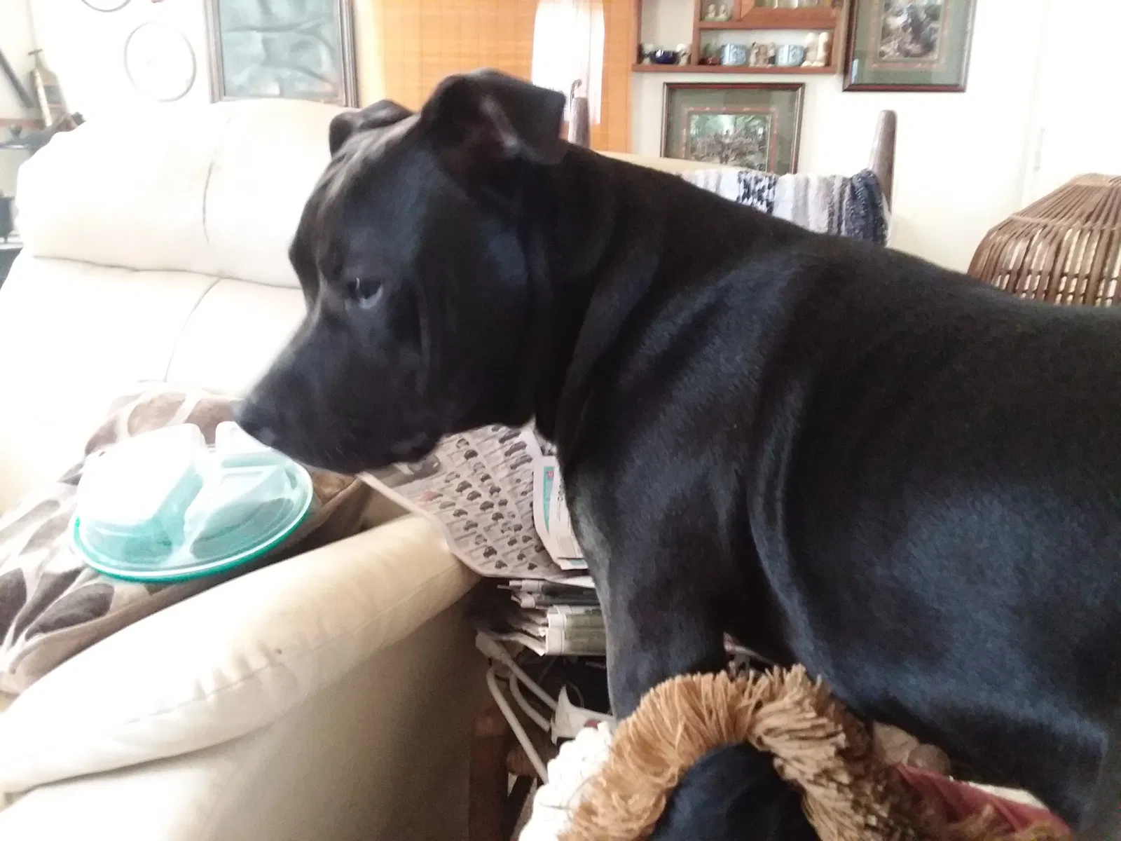 Lost dog in Rising Fawn, GA, 30738