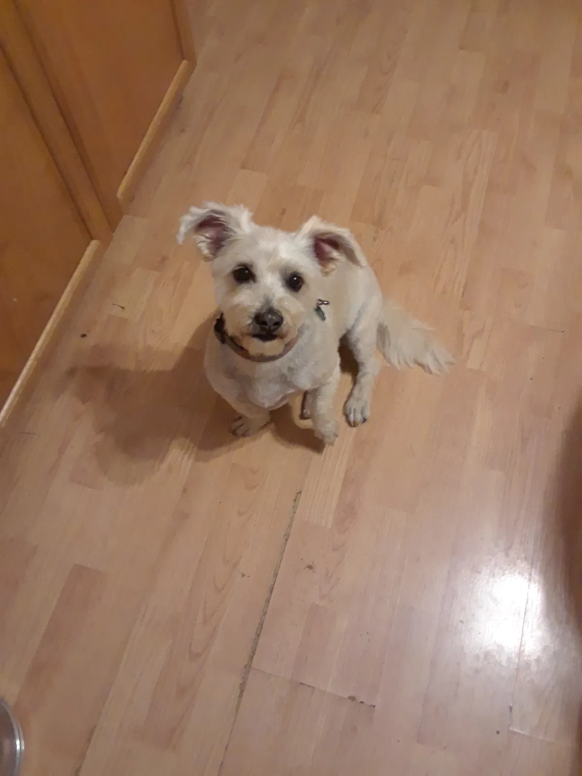 Lost dog in Harwood Heights, IL, 60706