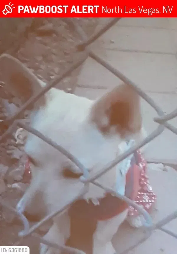 Lost dog in North Las Vegas, NV, 89030