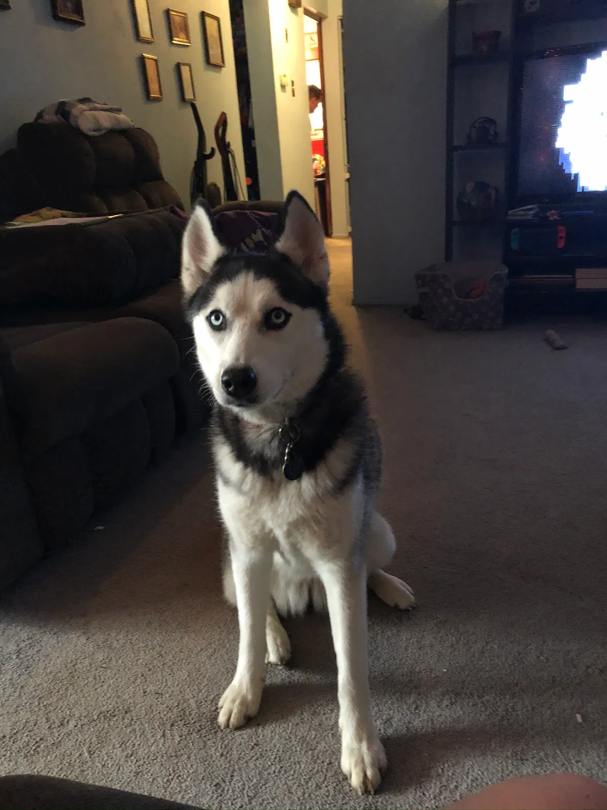 Lost dog in Florissant, MO, 63031
