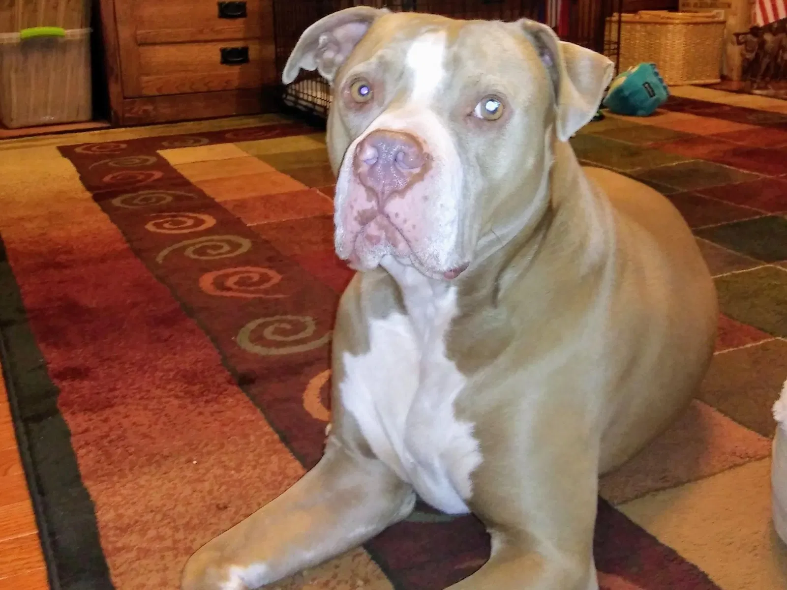 Lost dog in Saint Charles, MO, 63301