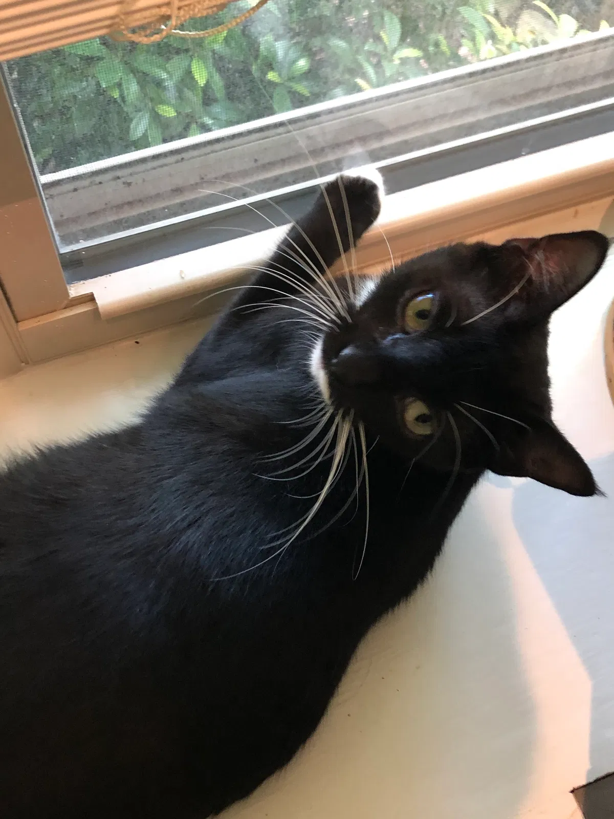 Lost cat in Sugar Land, TX, 77479