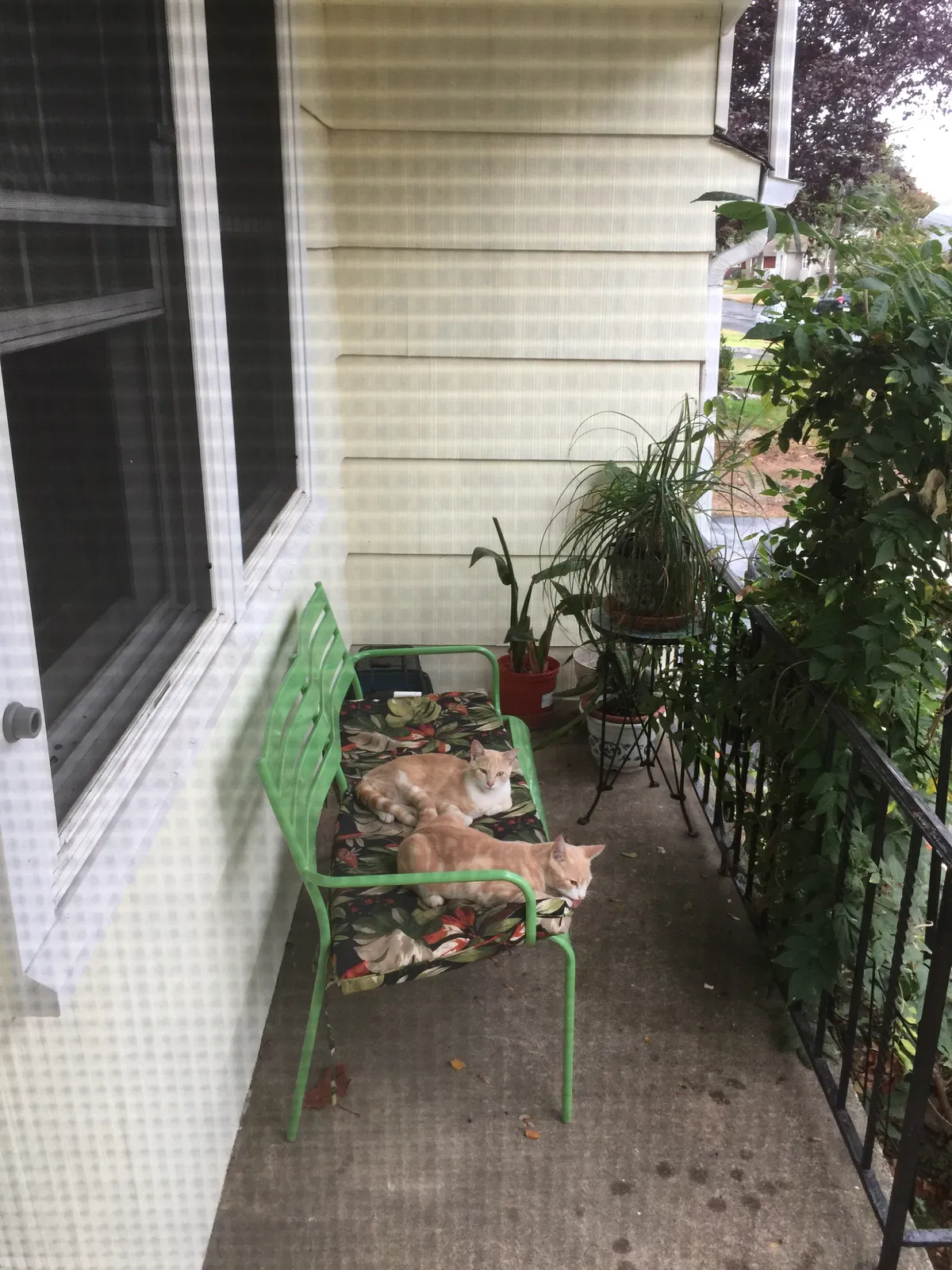 Lost cat in Elmwood Park, NJ, 7407