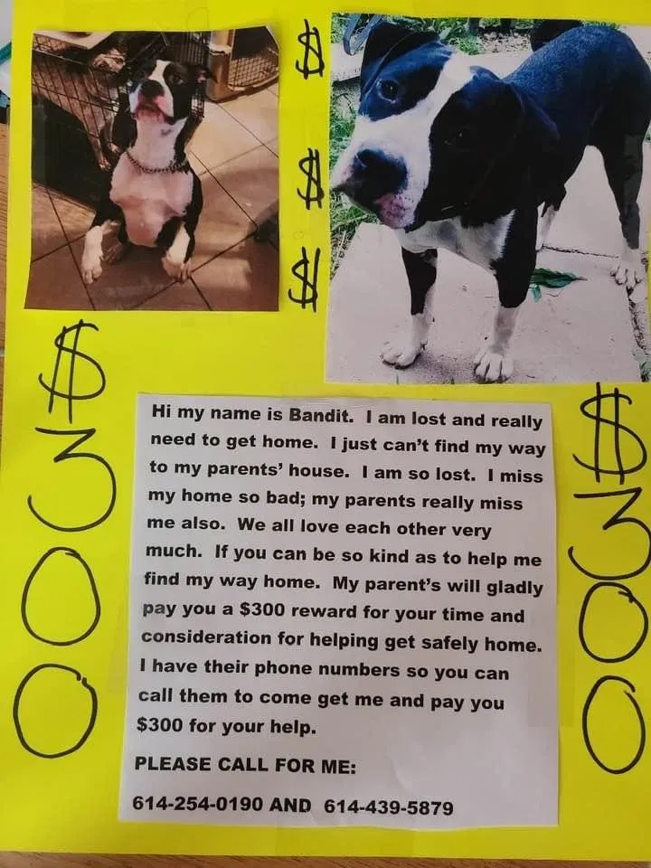Lost dog in Columbus, OH, 43222