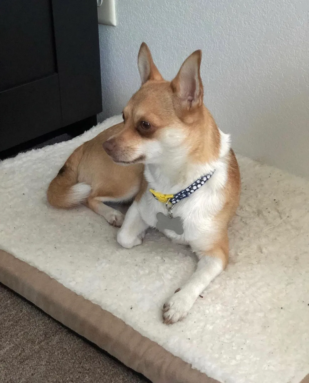 Lost dog in Milwaukee, WI, 53218