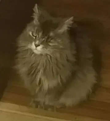 Lost cat in Florence, KY, 41042