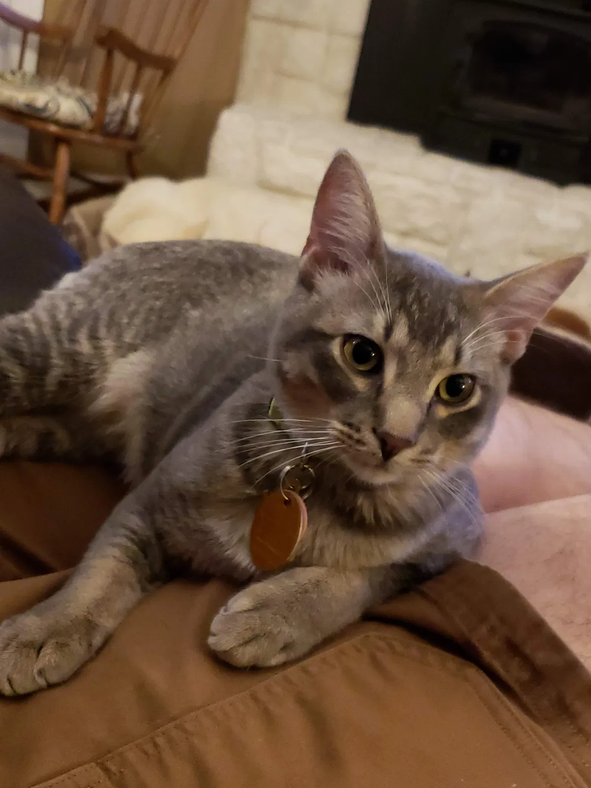 Lost cat in Justin, TX, 76247