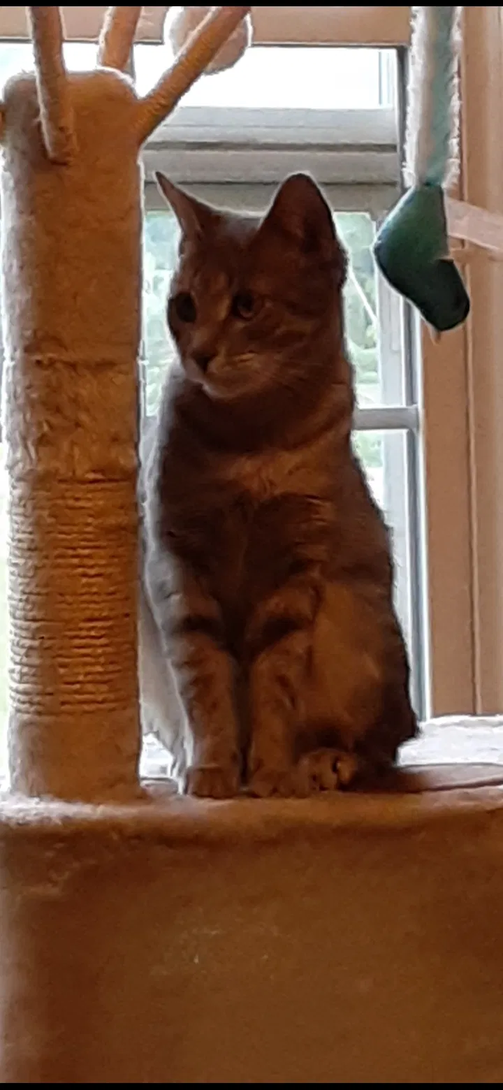 Lost cat in Liverpool, NY, 13090