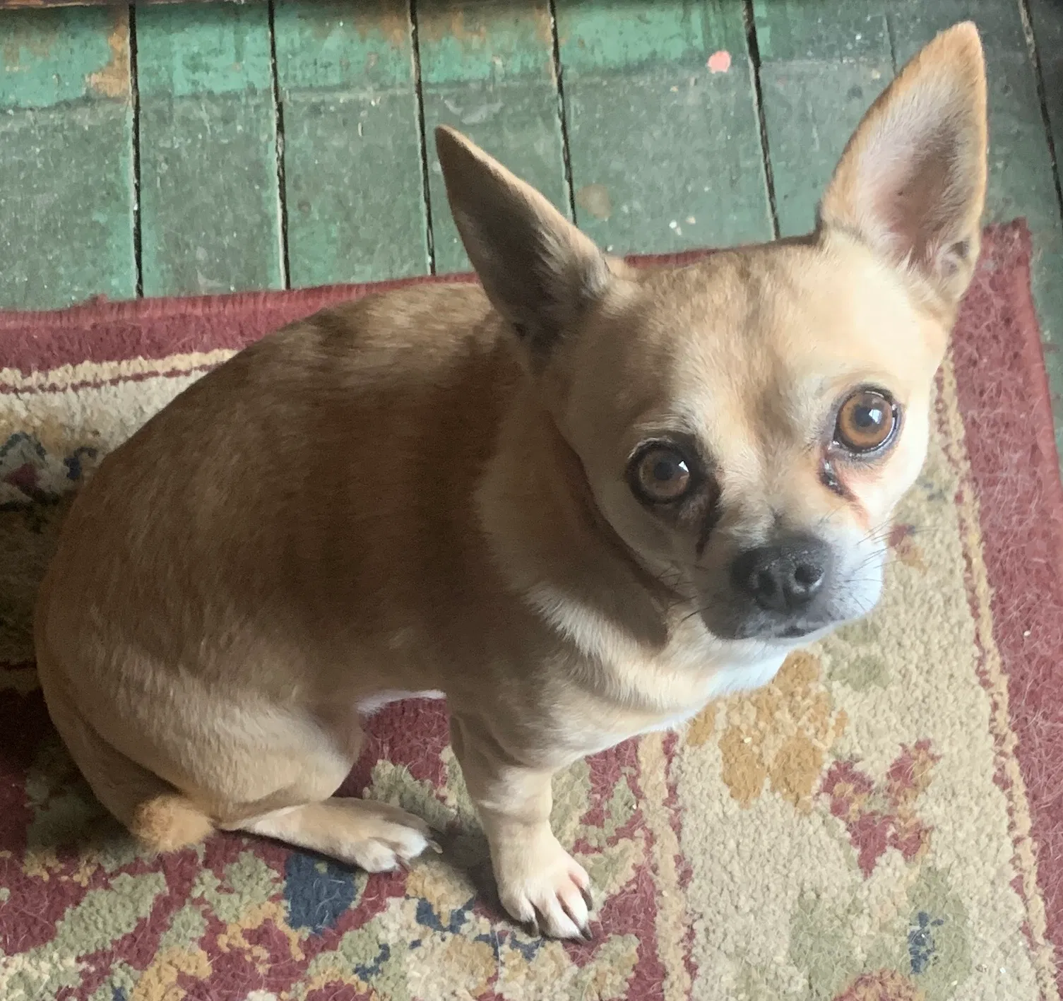 Lost dog in Fremont, OH, 43420
