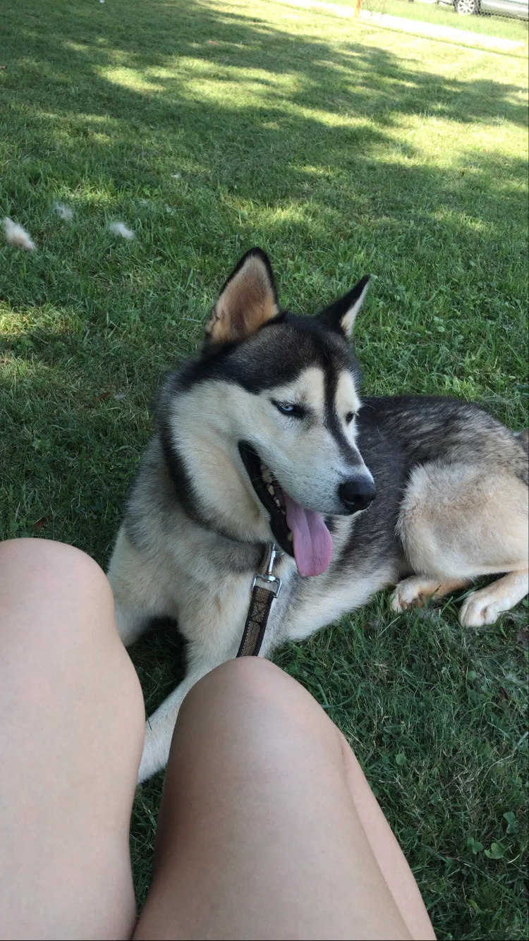 Lost dog in Charlotte, NC, 28216