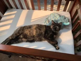 Lost cat in Reno, NV, 89511