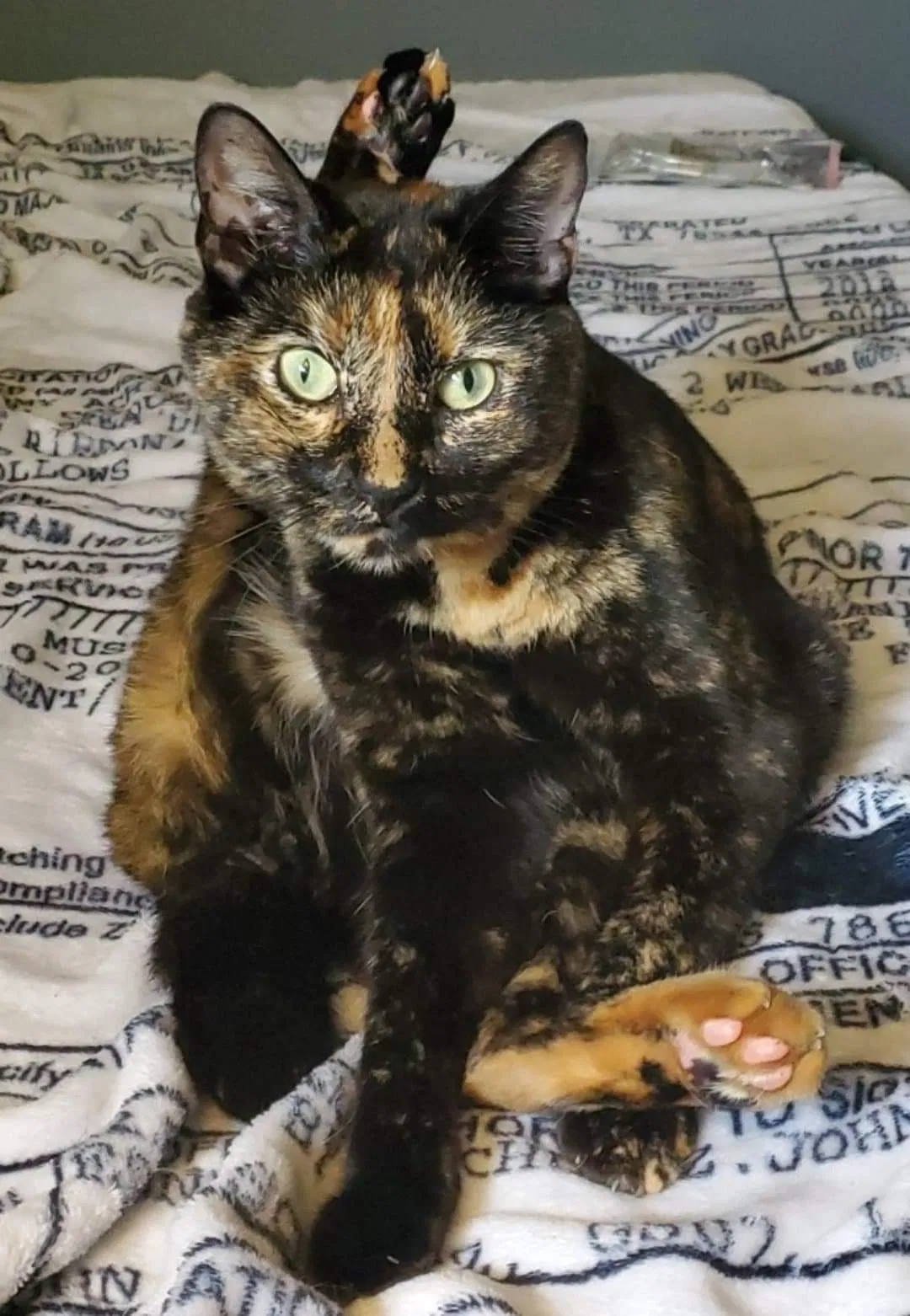Lost cat in Copperas Cove, TX, 76522