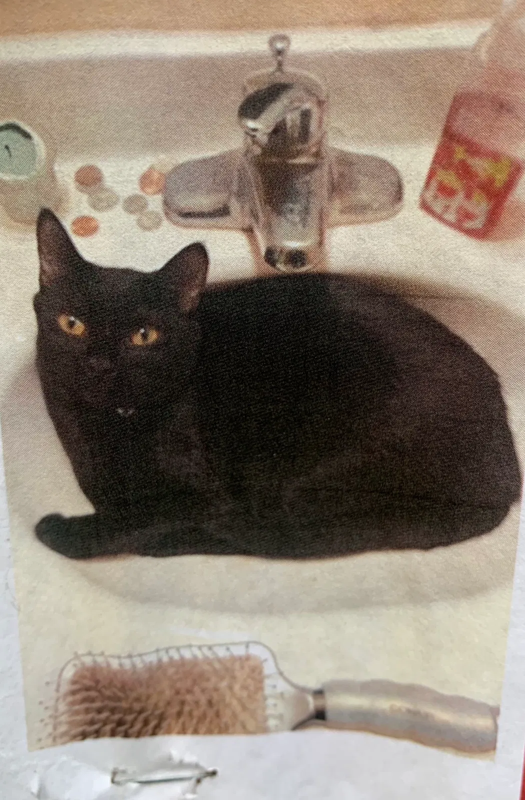 Lost cat in Madison, WI, 53711