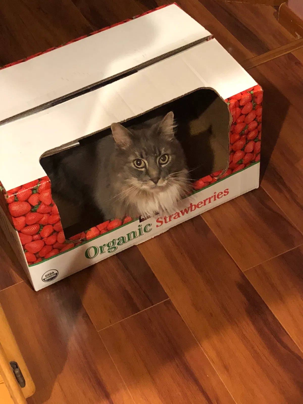Lost cat in Spokane, WA, 99224
