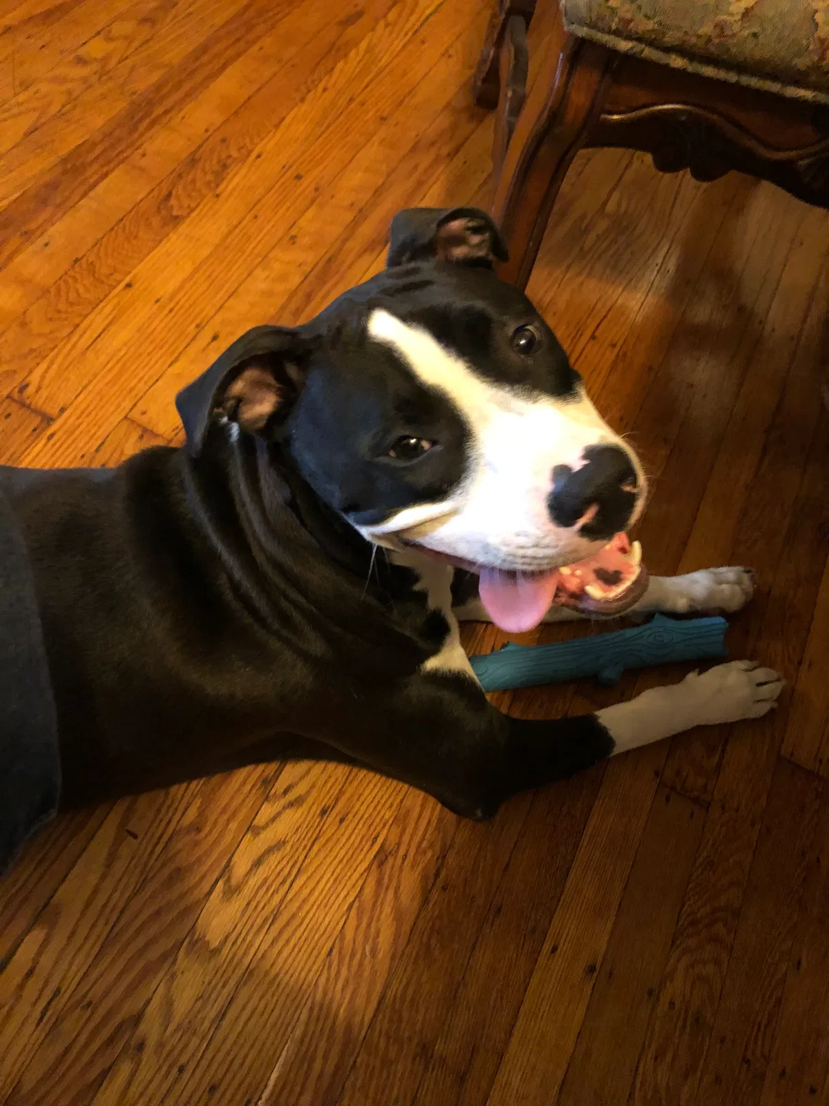 Lost dog in Philadelphia, PA, 19134