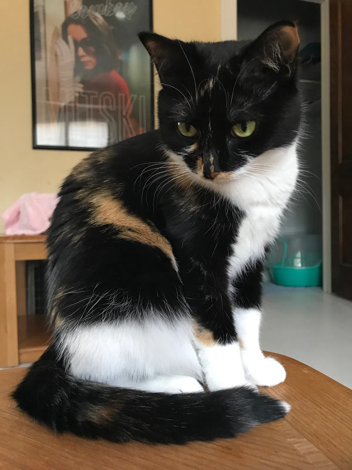 Lost cat in Grand Rapids, MI, 49506