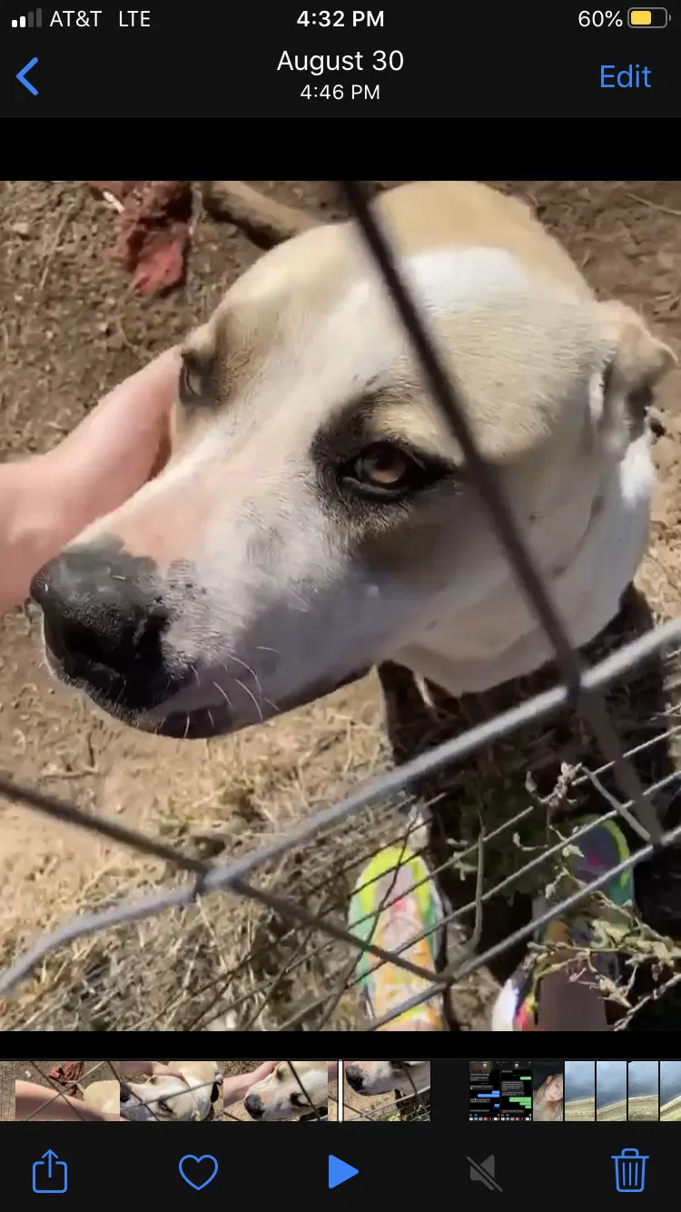 Lost dog in Amarillo, TX, 79118