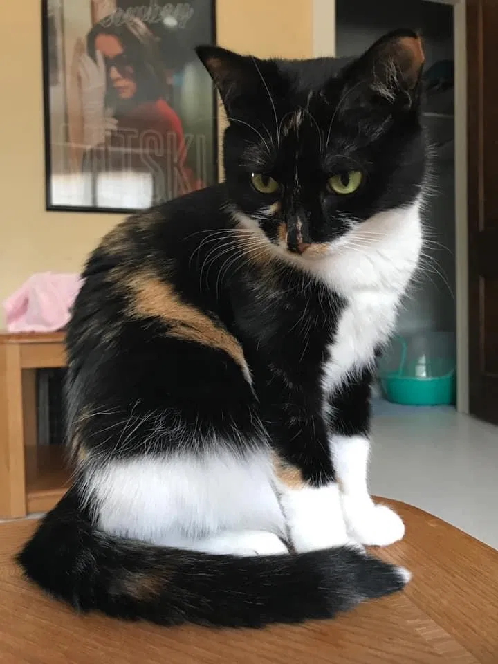 Lost cat in Grand Rapids, MI, 49506