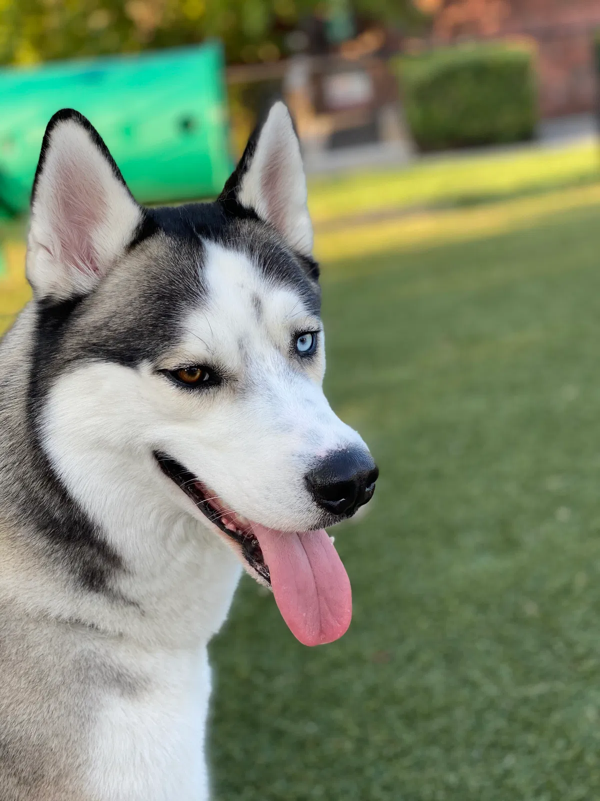 Lost dog in Jacksonville, NC, 28546