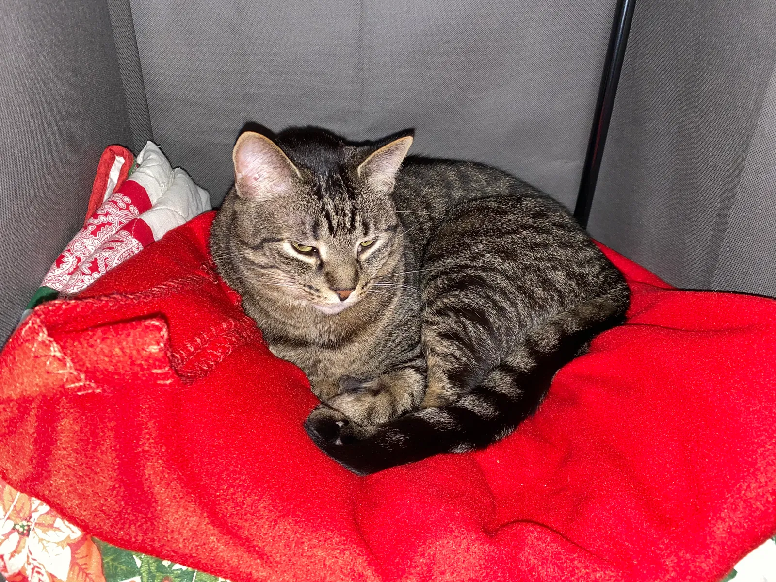 Lost cat in Taylor, MI, 48180