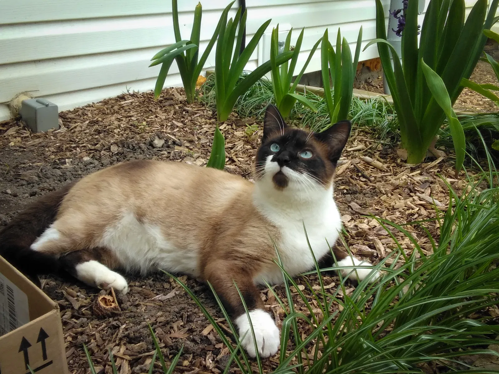Lost cat in Addison, MI, 49220