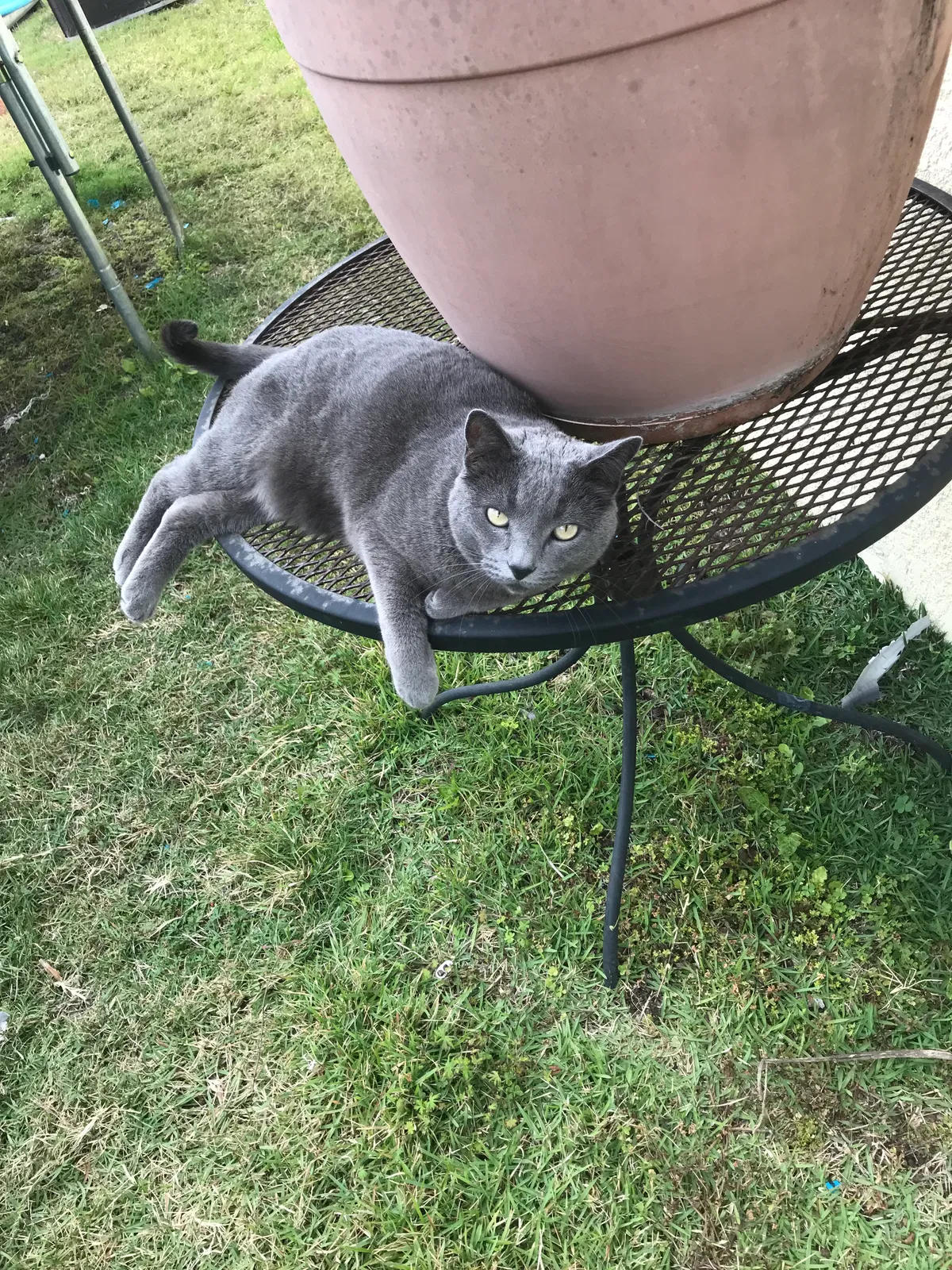 Lost cat in Kissimmee, FL, 34744