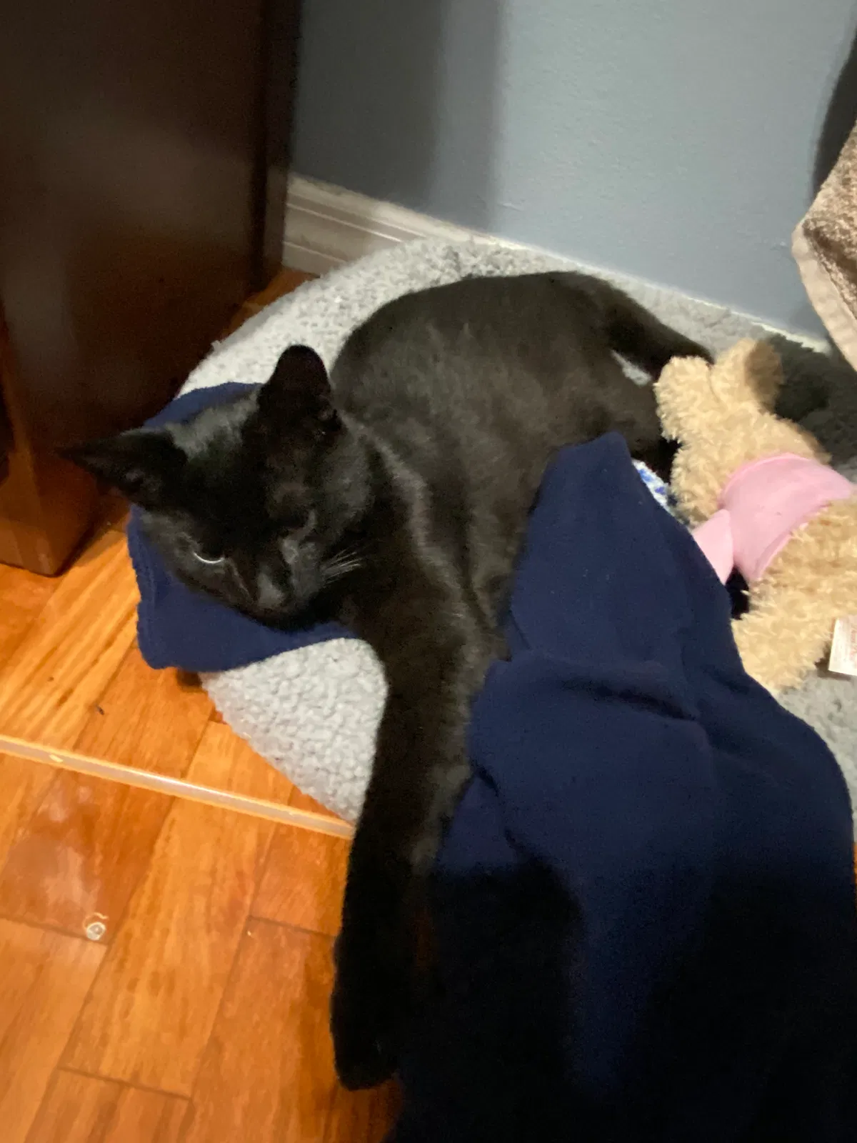 Lost cat in Kissimmee, FL, 34744