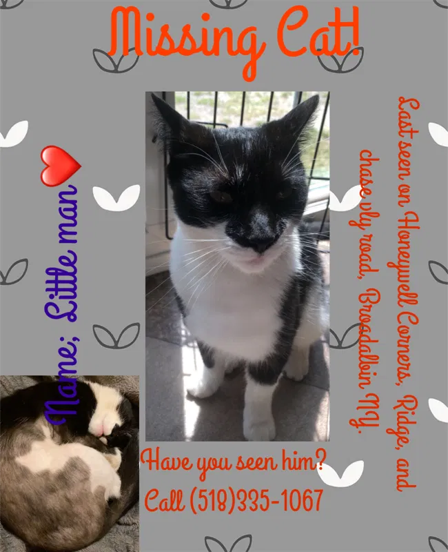 Lost cat in Broadalbin, NY, 12025
