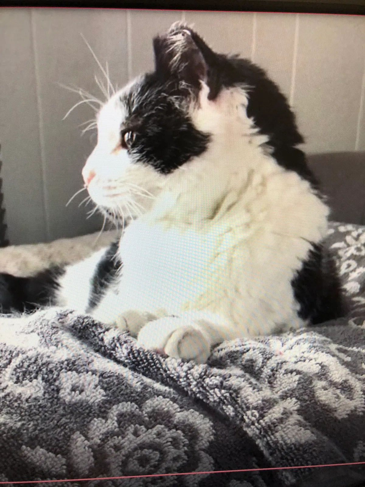 Lost cat in Pewaukee, WI, 53072