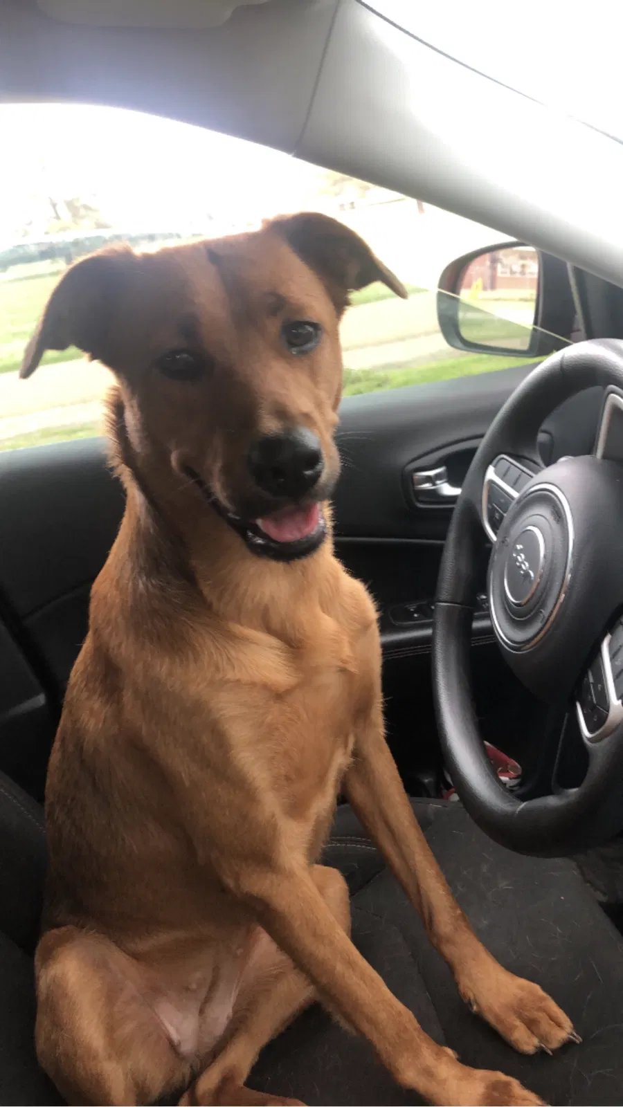 Lost dog in Queen City, TX, 75572