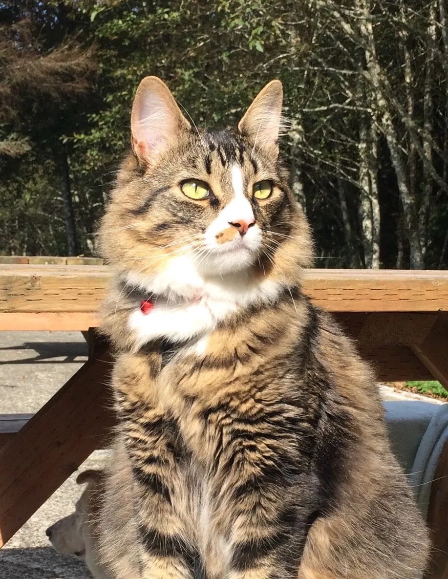 Lost cat in La Conner, WA, 98257