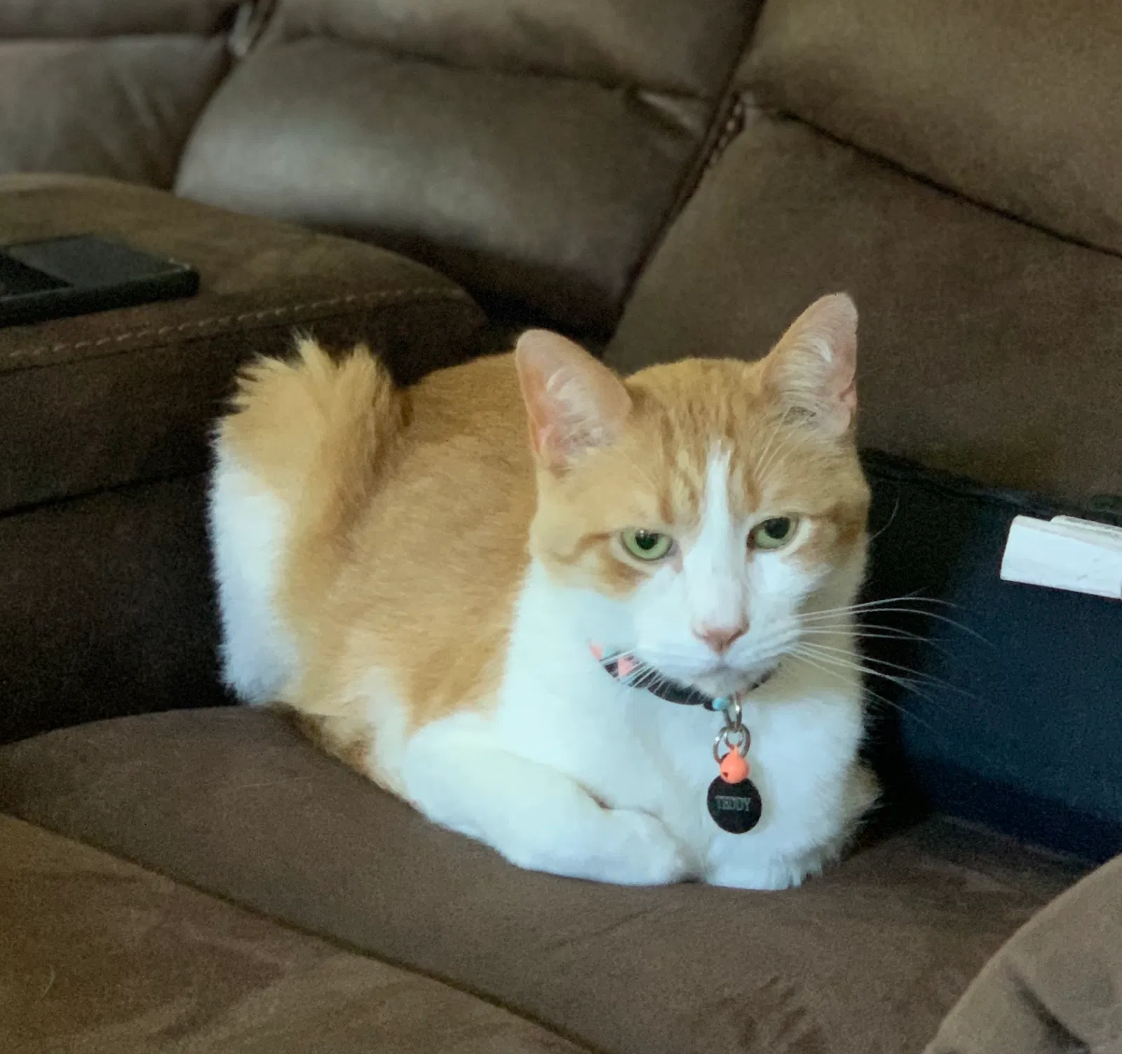 Lost cat in Fort Atkinson, WI, 53538