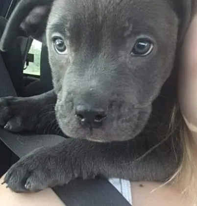 Lost dog in Terre Haute, IN, 47804