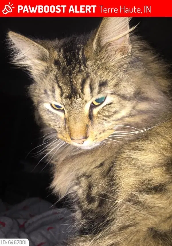Lost cat in Terre Haute, IN, 47803
