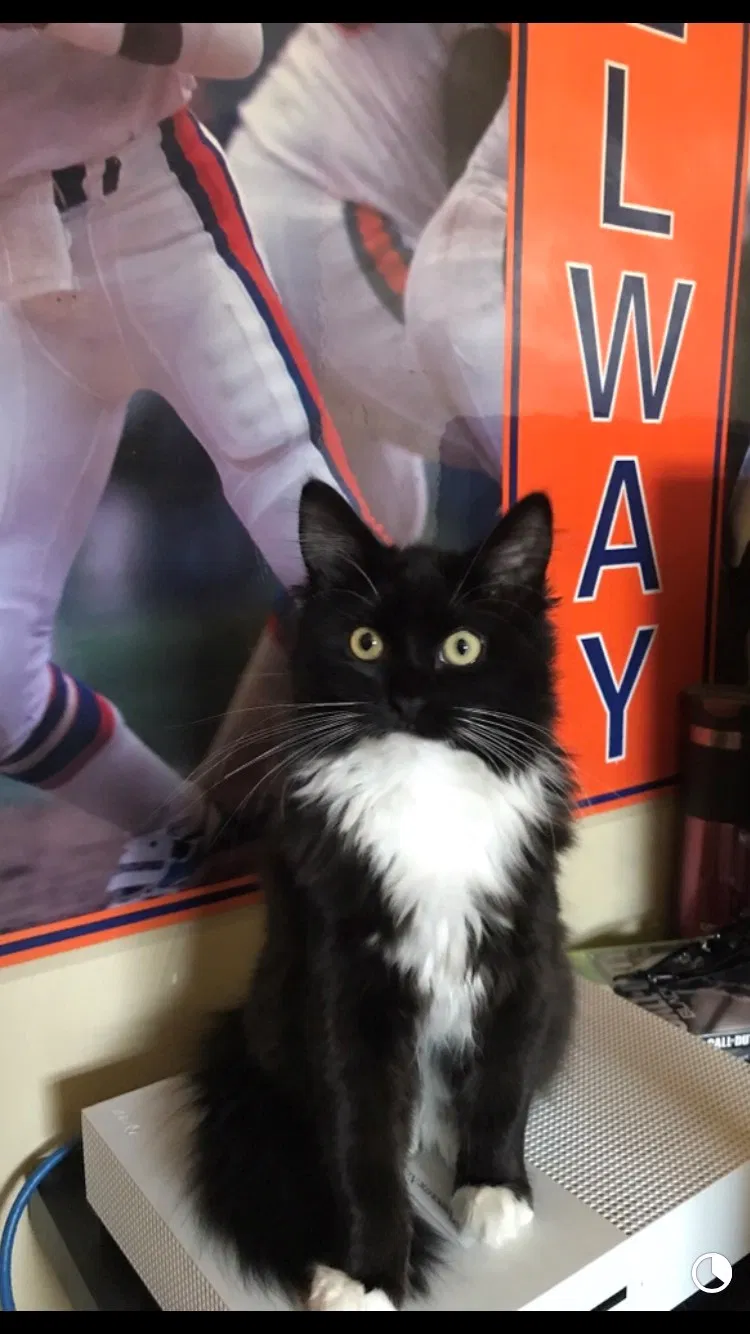 Lost cat in Grand Junction, CO, 81501