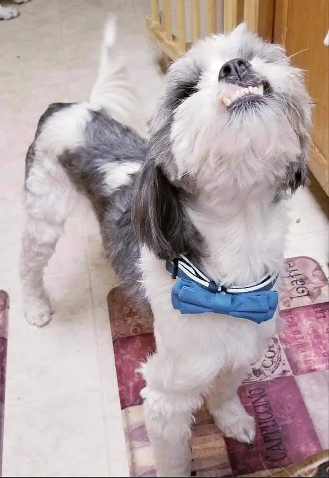 Lost dog in Tacoma, WA, 98433