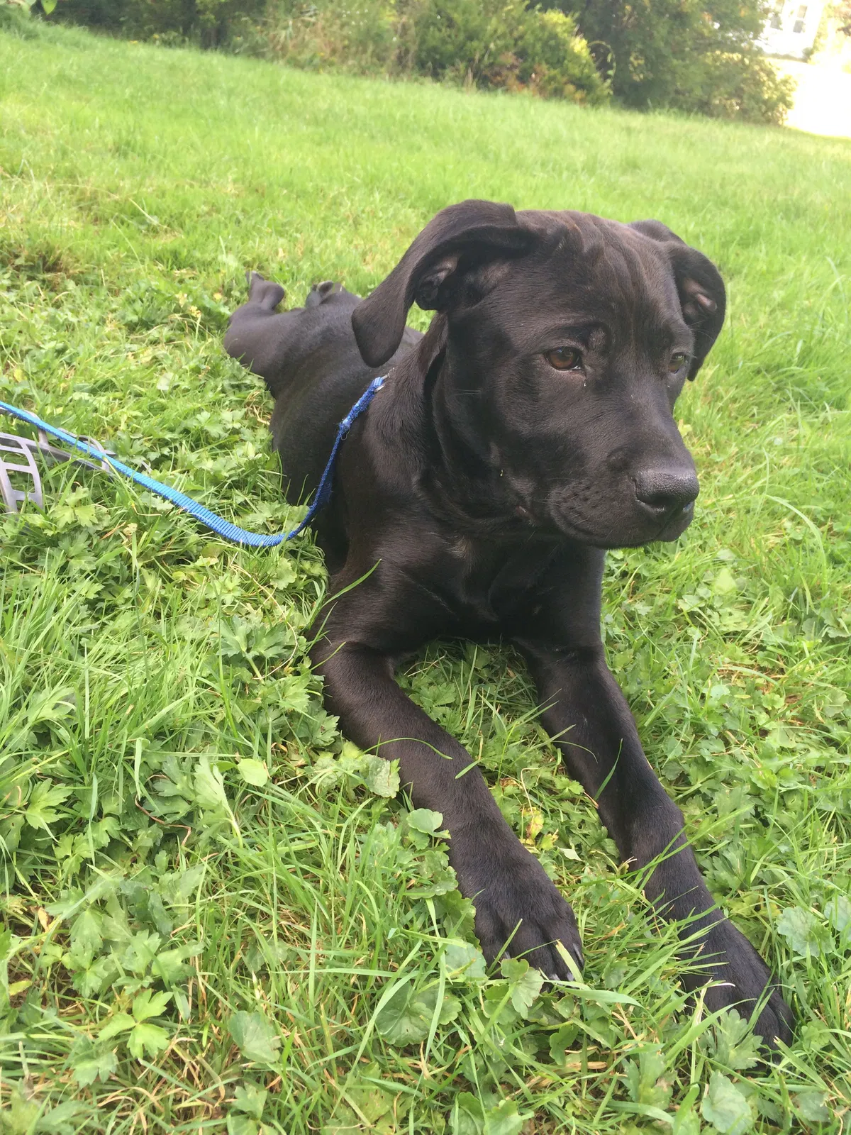 Lost dog in Acworth, GA, 30102