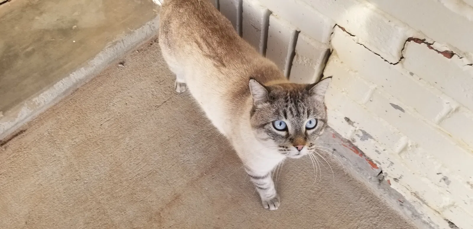 Lost cat in Lubbock, TX, 79410