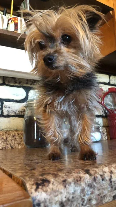Lost dog in Chicago, IL, 60652
