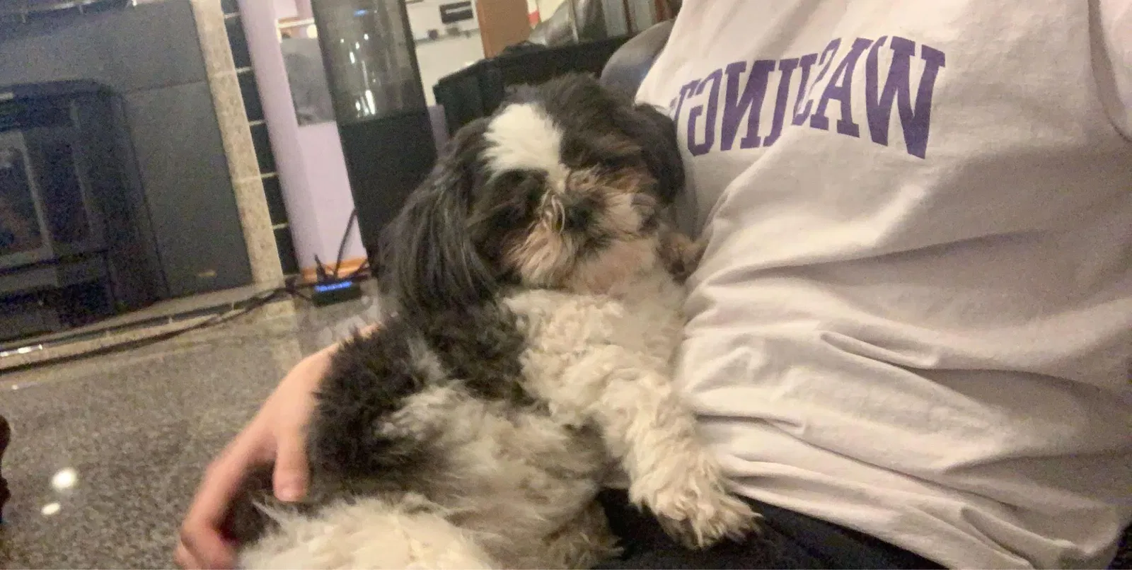 Lost dog in Federal Way, WA, 98003