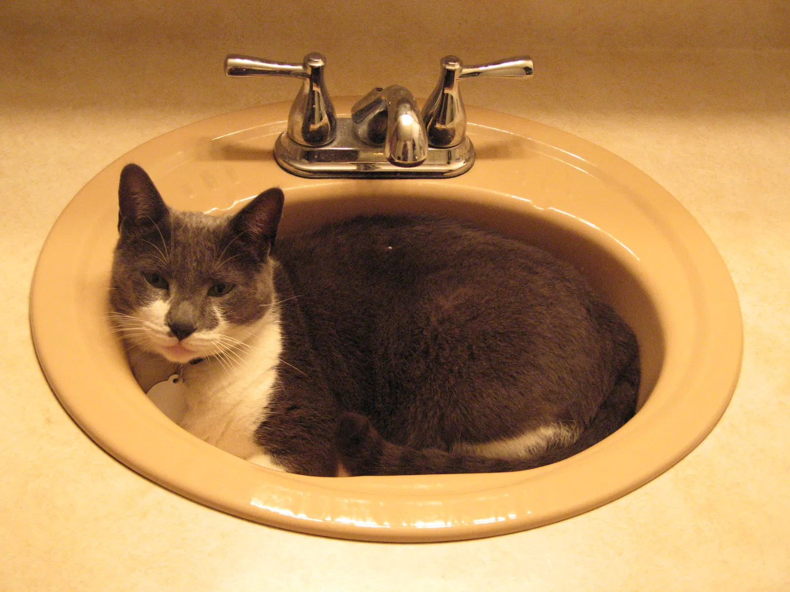Lost cat in San Juan Capistrano, CA, 92675