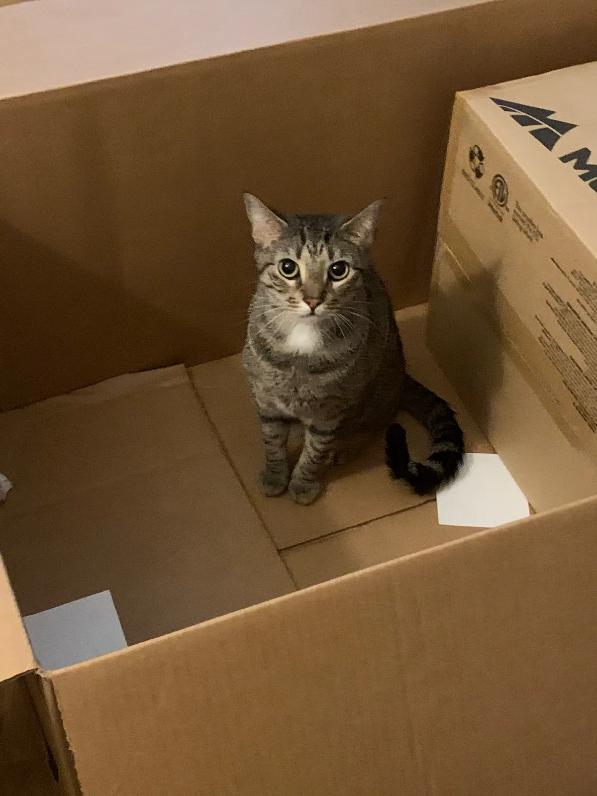 Lost cat in Jacksonville, FL, 32211
