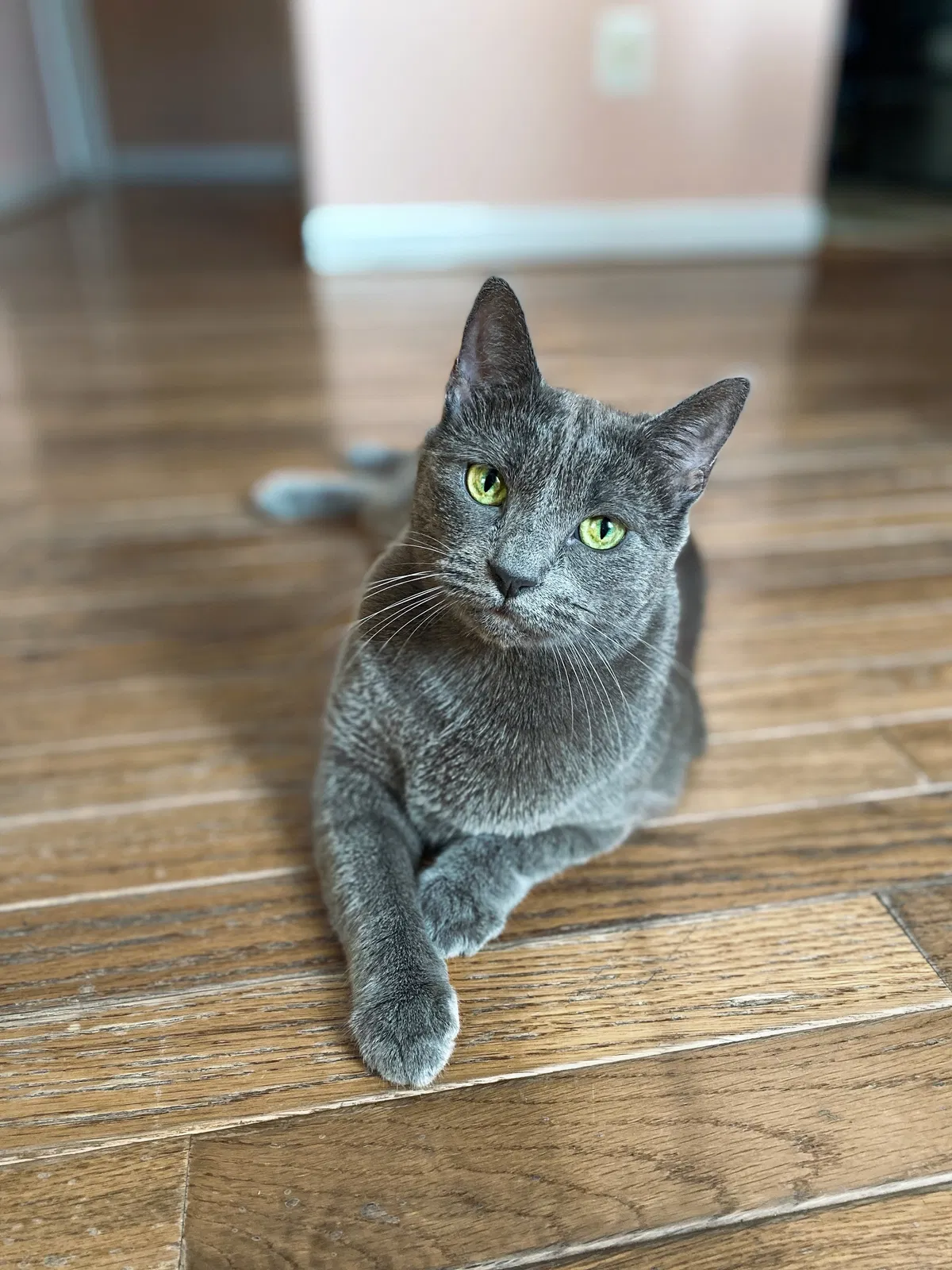 Lost cat in Alexandria, VA, 22309